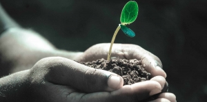 hands holding a plant