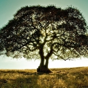 A tree in a field