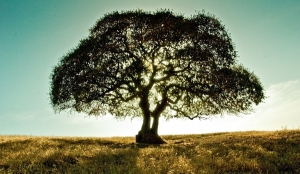 A tree in a field