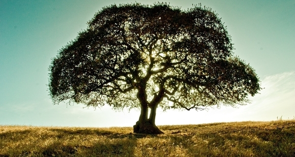 A tree in a field